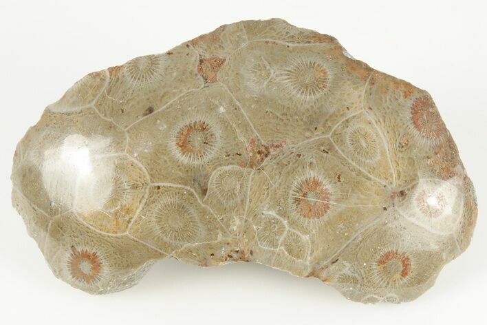 Polished Fossil Coral (Actinocyathus) Head - Morocco #202529